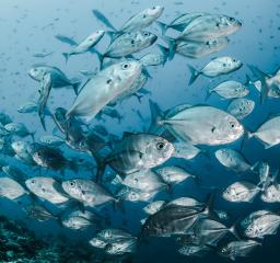 marine biodiversity environmental impact fish mammal reef monitoring nature positive